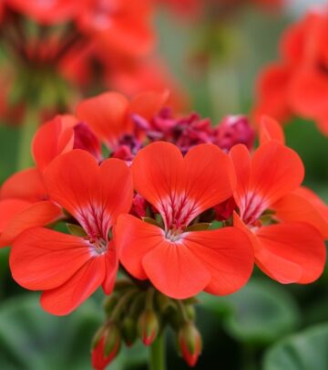 Exploring geranium oil's role in dermatology, from therapeutic uses in perfumery and aromatherapy to allergy risks and contact dermatitis.